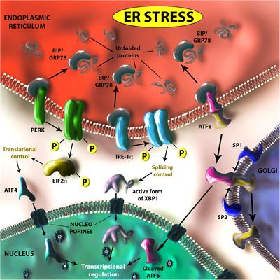 The Unfolded Protein Response: A Key Player in Zika Virus-Associated Congenital Microcephaly